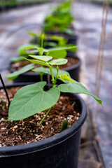 Young beans plants sprouts growing in bio greenhouse