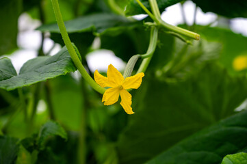 Young green cucumbers vegetables hanging on lianas of cucumber plants in green house