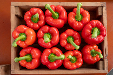 Fresh ripe red sweet bell paprika close up, new harvest