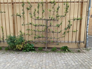 Baumhecke an Häuserwand