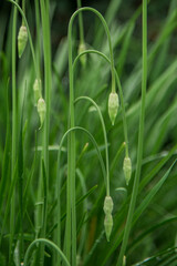 Wild garlic with scapes in the Summer