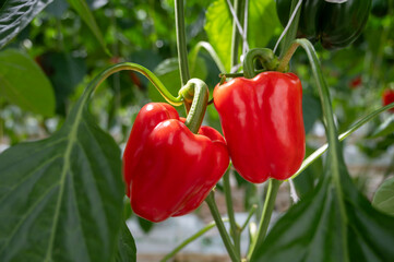 Big ripe sweet bell peppers, red paprika, growing in glass greenhouse, bio farming in the Netherlands - Powered by Adobe