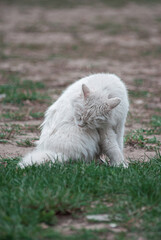 fluffy white cat washing his face