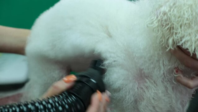 Dog grooming salon. A female groomer dries a white Bichon Frize dog with a hair dryer after bathing. Close-up.
