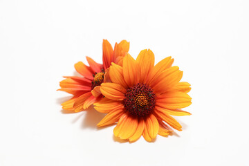 白背景のヘリオプシスの花首