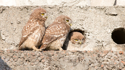 eagle owl on the rock
