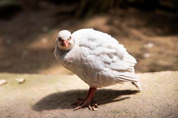 geopelia cuneata dove, macro. The bird looks at the camera, there is a place for an inscription