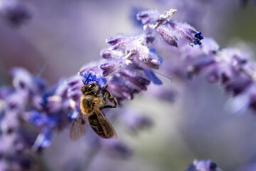 honey bee looking for nectar on blooming russian sage flower - 622828989