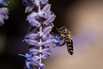 honey bee looking for nectar on blooming russian sage flower - 622828990