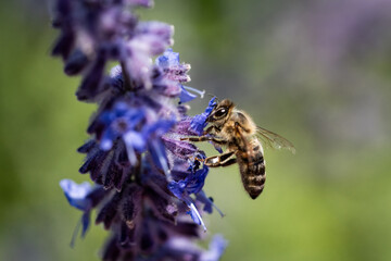 honey bee looking for nectar on blooming russian sage flower - 622828999