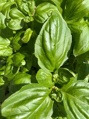 Closeup of basil leaves
