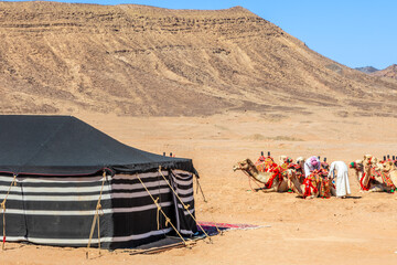 Nomads harnessing riding camels in the desert with traditional bedouins tent in the foreground, Al...