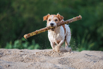 Jack Russell Terrier carries a stick in its mouth. Playing with a dog on the sand against the...