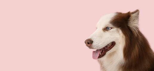 Cute Husky dog on pink background with space for text