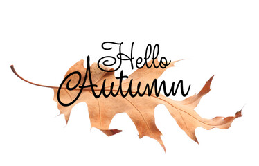 Banner with text HELLO AUTUMN and fallen leaf