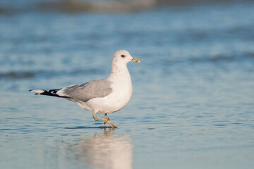 Common Gull (Larus canus) in winter plumage wading in surf
