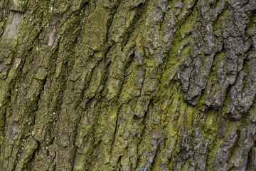 Natural texture of tree bark. Old tree trunk close-up. Natural wood background with bark patterns.