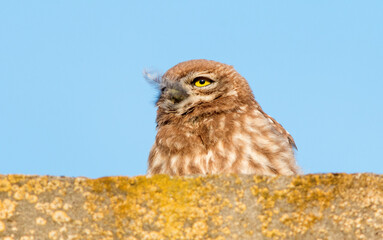 owl on a branch