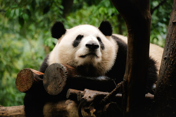 giant panda bear
