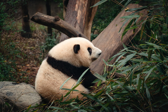 giant panda eating bamboo © 昊中 冷