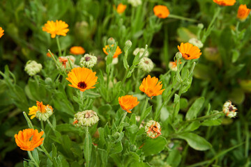 Marigold flowers closeup