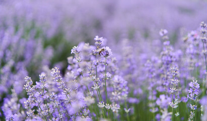 Fototapeta premium Closeup of lavender bush