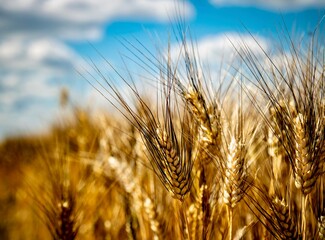 field of durum wheat - obrazy, fototapety, plakaty