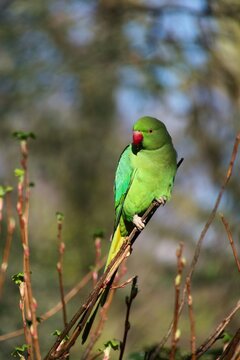 Parakeet perching on a tree branch