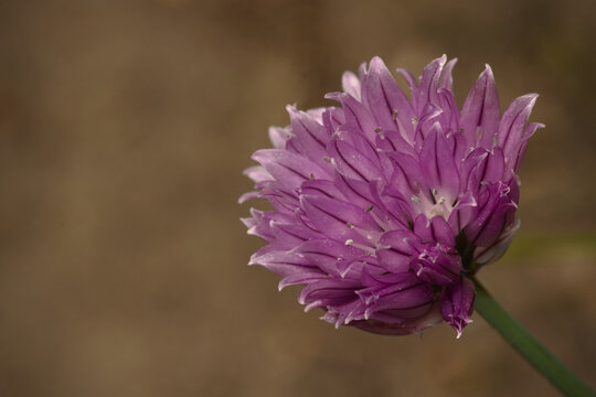 nahaufnahme einer bl&uuml;te des zwiebelgew&auml;chses schnittlauch, k&uuml;chengew&uuml;rz
