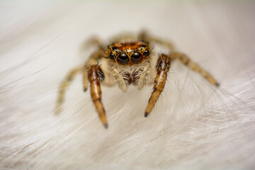 Very little and beautiful jumping spider walking on a white feather