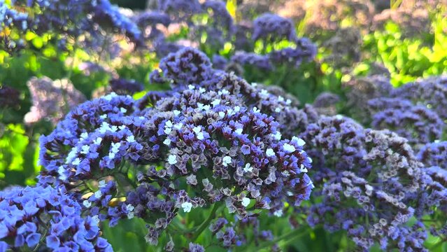  A Captivating Video of Beautiful Common Sea-Lavender at the Arboretum Botanic Garden