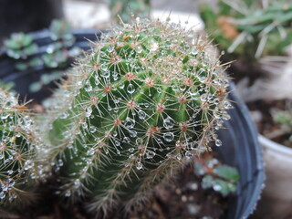 Cactus mojado por la lluvia