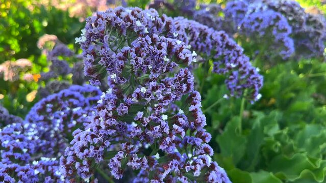 A Mesmerizing Video of Beautiful Common Sea-Lavender at the Arboretum Botanic Garden