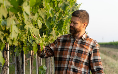 Italy, Tuscany. Handsome bearded farmer inspecting vineyards