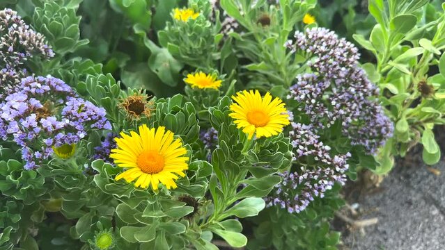  A Captivating Video of Common Sea-Lavender and Oxeye Daisies Blooming at the Arboretum Botanic Garden