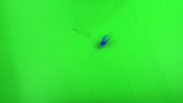 Top-down view of Bengal cat playing with a cat toy on green screen isolated with chroma key
