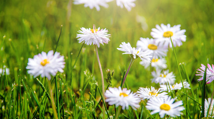 White small daisies blooming on grass background
