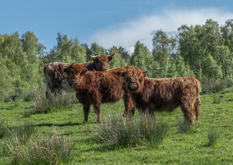 Three highland cows in a field