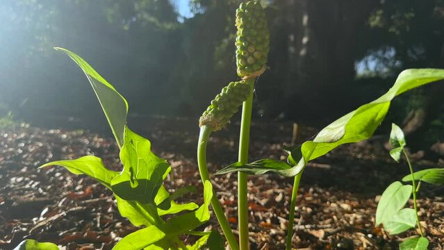 Italian Arum Embracing Nature's Warmth at the Arboretum Botanic Garden