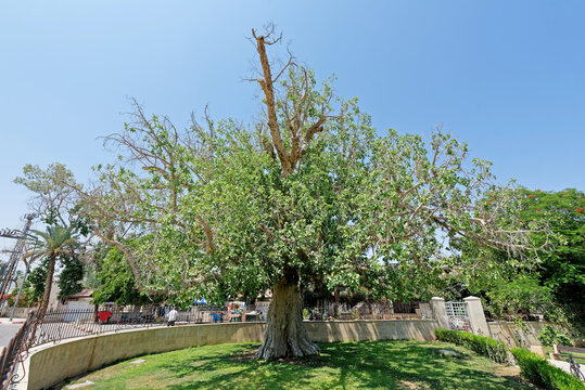 Tree of Zacchaeus, Zacchaeus' sycamore fig, in Jericho, West Bank, Israel The biblical place where Zacchaeus met Jesus.