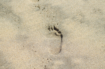 human footprint in the wet sand of a beach