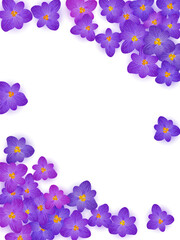 Fototapeta na wymiar Violet crocus spring flowers vector illustration. Saffron flowers purple crocus spring blossom