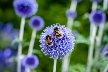 Bees on a Blue Globe Thistle Flower