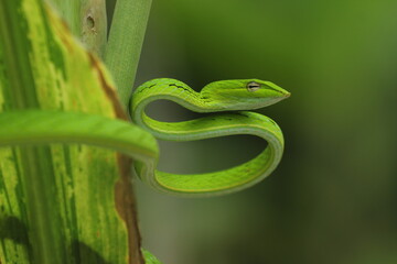 shoot snake / Asian vine snake / green snake / charming green snake
