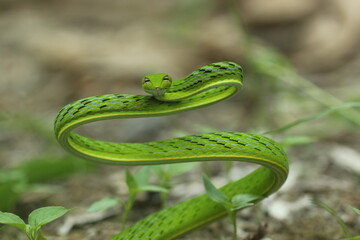 shoot snake, green snake, asian vine snake, cool green snake