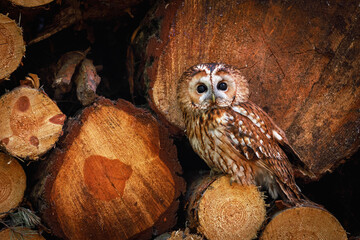 Camouflaged owl. Tawny owl, Strix aluco, perched in wood pile. Portrait of beautiful brown owl in...