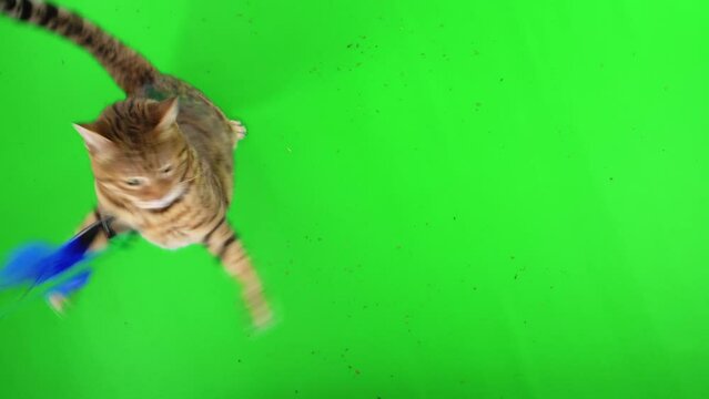 3 clips of top-down view of Bengal cat playing with a cat toy on green screen isolated with chroma key
