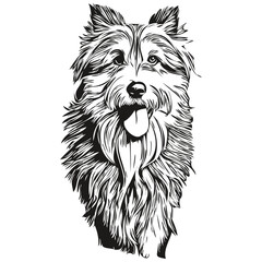 Bearded Collie dog isolated drawing on white background, head pet line illustration realistic pet silhouette