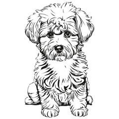 Bichons Frise dog hand drawn logo drawing black and white line art pets illustration realistic breed pet