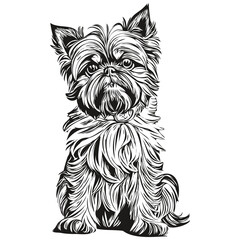 Brussels Griffon dog head line drawing vector,hand drawn illustration with transparent background realistic breed pet
